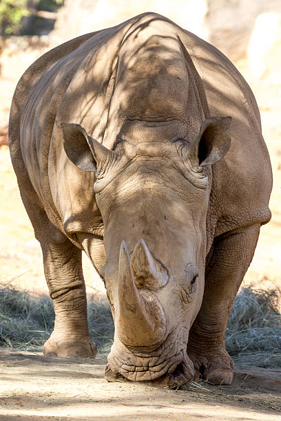 dorosły nosorożce - rhinoceros savannah outdoors animals in the wild zdjęcia i obrazy z banku zdjęć