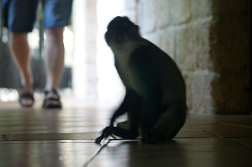 VIP in a beach hotel. Monkey in the hotel corridor.