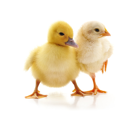 Chicken and duckling isolated on a white background.