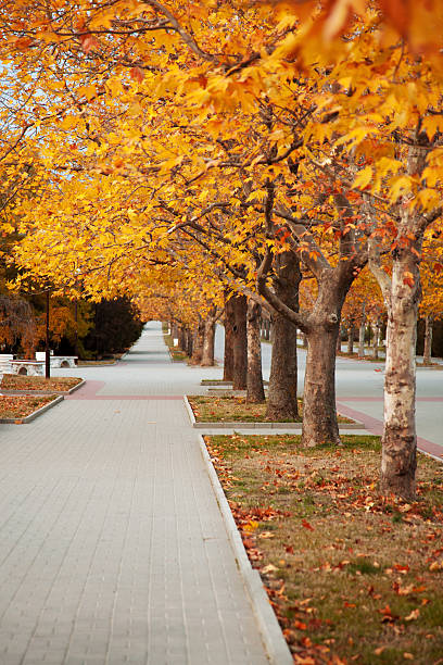 istock Alley in the park 186200371