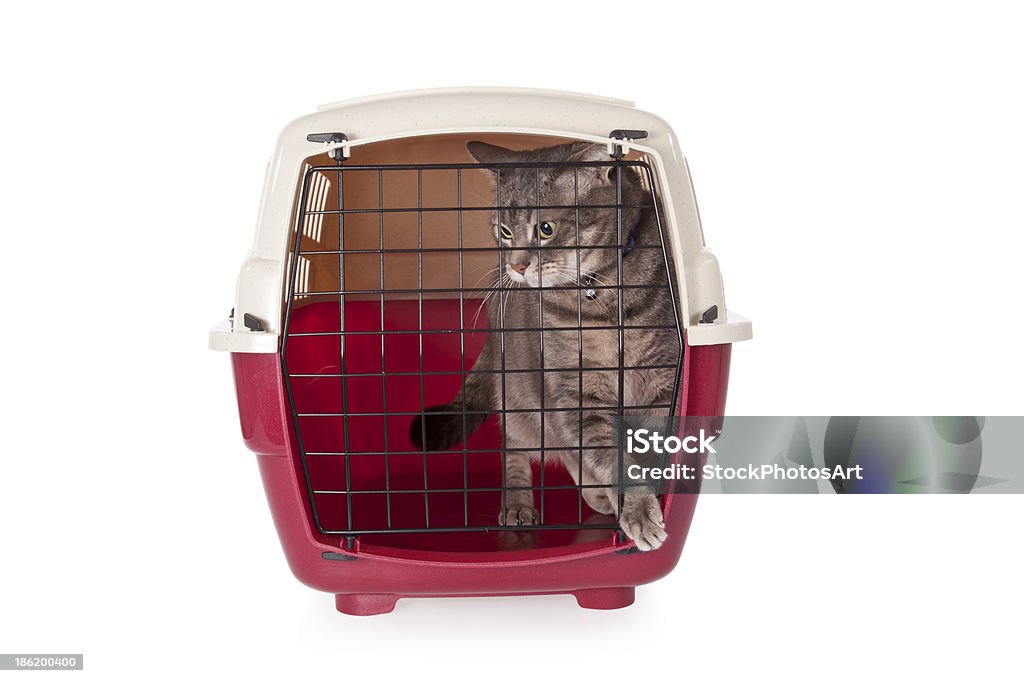 Katze sind in der Transportbox, isoliert auf weißem Hintergrund - Lizenzfrei Reisekäfig für Haustiere Stock-Foto