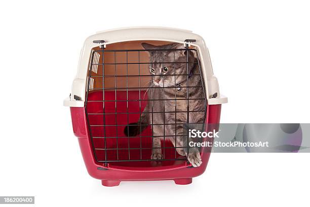 Katze Sind In Der Transportbox Isoliert Auf Weißem Hintergrund Stockfoto und mehr Bilder von Reisekäfig für Haustiere