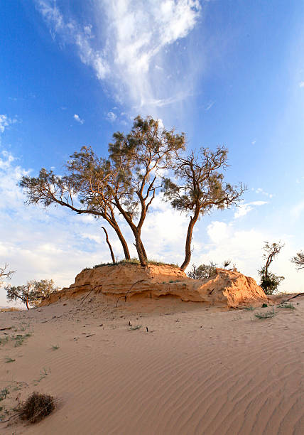 istock heat, the trees in a desert 186200655