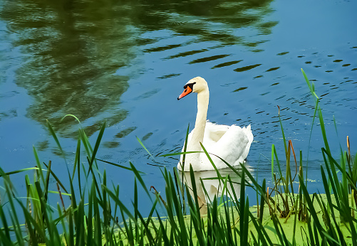 White swan on a pond in spring.