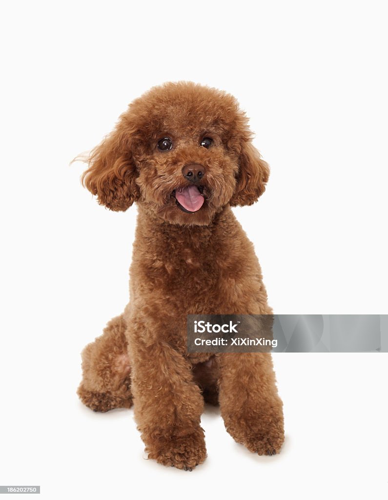 Portrait of Brown poodle, studio shot Poodle Stock Photo