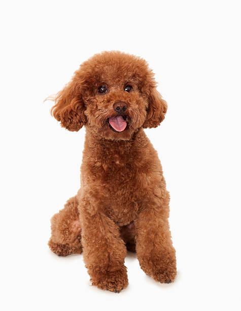 Portrait of Brown poodle, studio shot stock photo