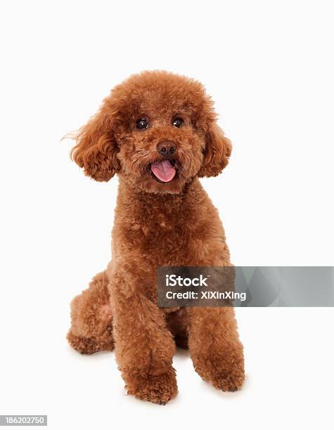 Portrait Of Brown Poodle Studio Shot Stock Photo - Download Image Now - Poodle, White Background, Dog