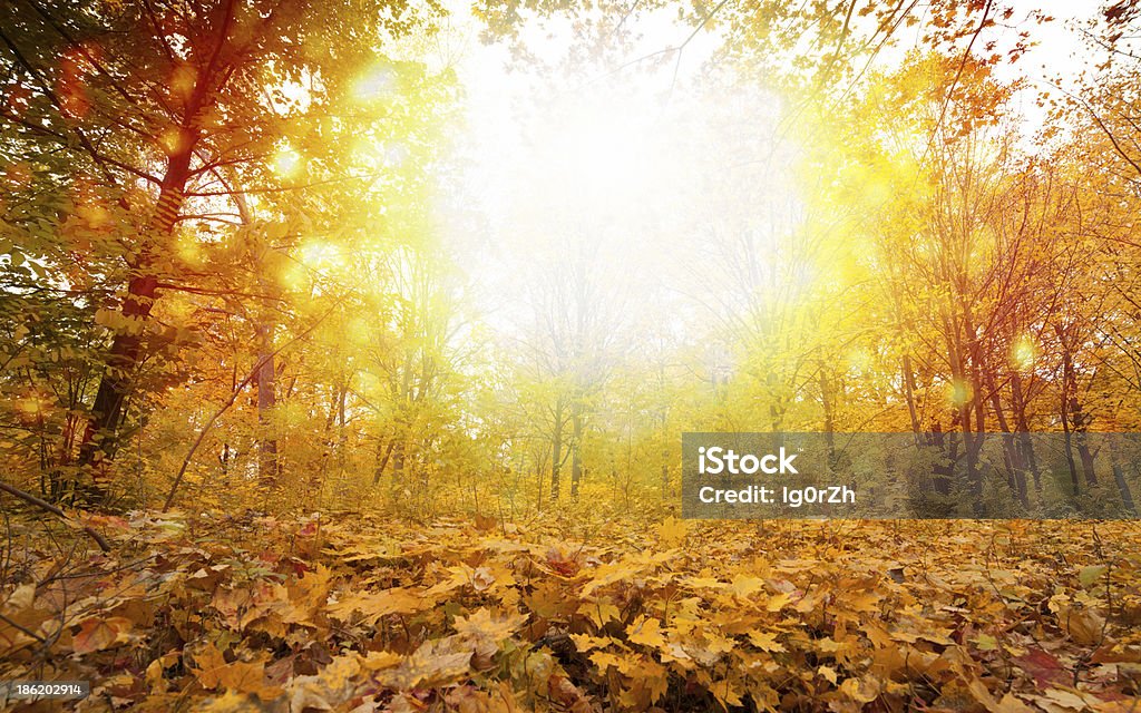 Sunny fall day in park Beautiful autumn background - yellow, orange, red leaves, bright sunny fall day in park Autumn Stock Photo