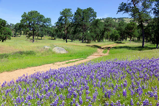istock Lupines on Country Landscape 186202978
