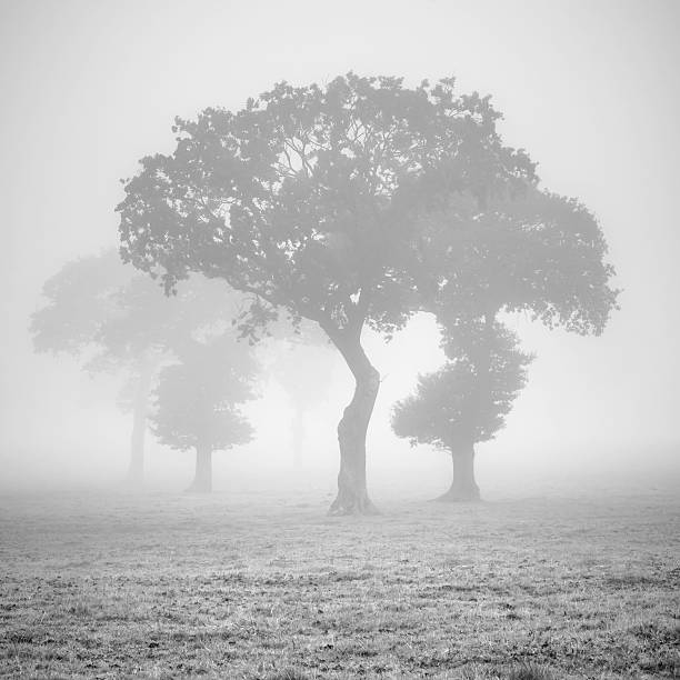 Misty trees, Much Wenlock, UK stock photo