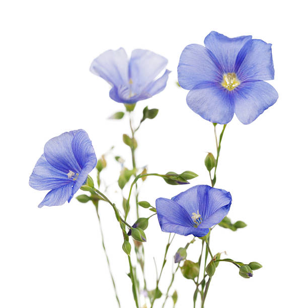 Flowers of flax stock photo