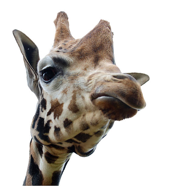 istock Isolated head of giraffe 186204250