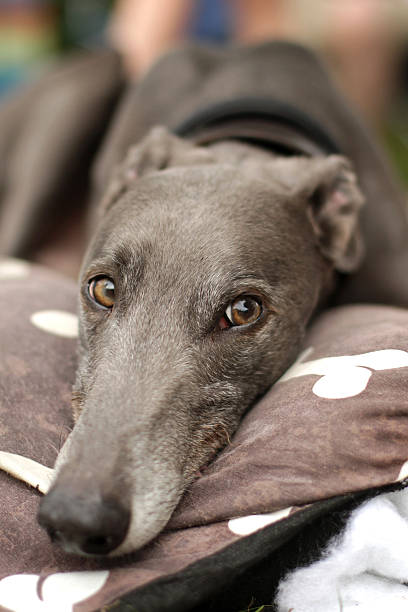istock Greyhound dog resting his head on a cushion. 186204535