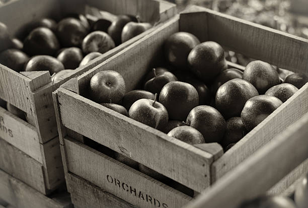 Sepia-toned apples in wooden crates at an orchard during Fall harvest.