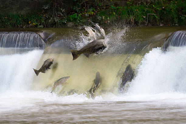 tour salmon run - rivière humber photos et images de collection