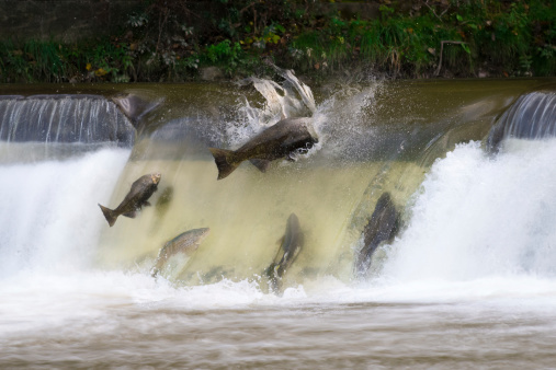 Many sockeye salmon spawning on the fast flowing Russian River.\n\nTaken in Alaska, USA
