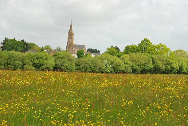 istock Green grass meadow woody hedgerow 186204877
