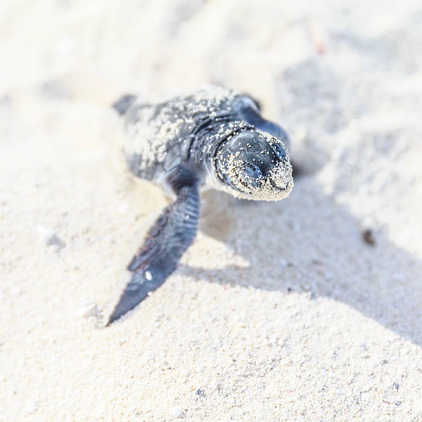 tartaruga marina newborn.front vista. - sea turtle square shape square endangered species foto e immagini stock