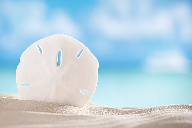 sand dollar shell on sea and boat background sand dollar shell on beach and sea and boat background, shallow dof sand dollar stock pictures, royalty-free photos & images