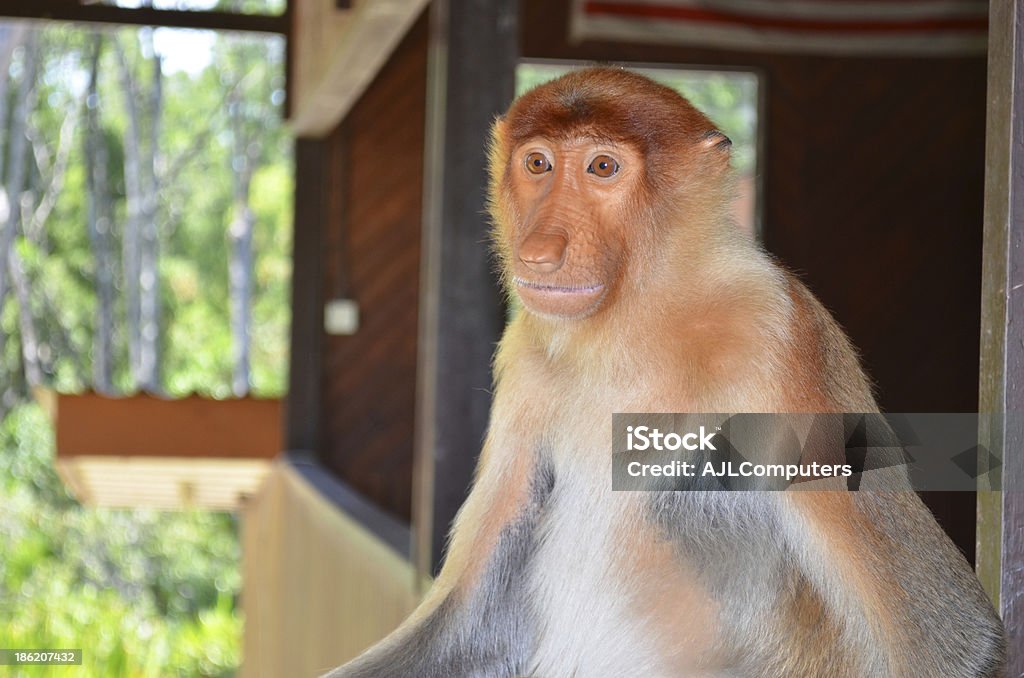 Mono násico en Sandakan, Malasia - Foto de stock de Fotografía - Imágenes libre de derechos