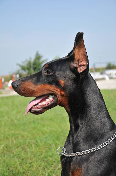 istock doberman on the green grass 186207517