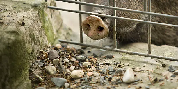 Photo of Collared peccary snout