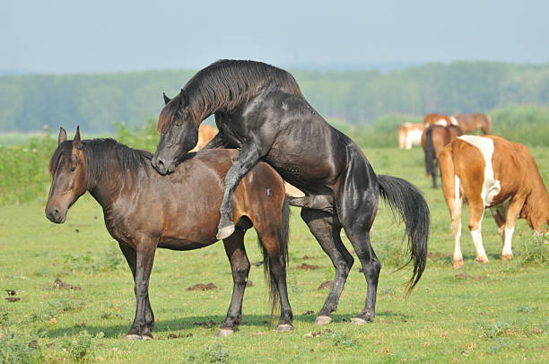 istock horses on the pasture 186207789