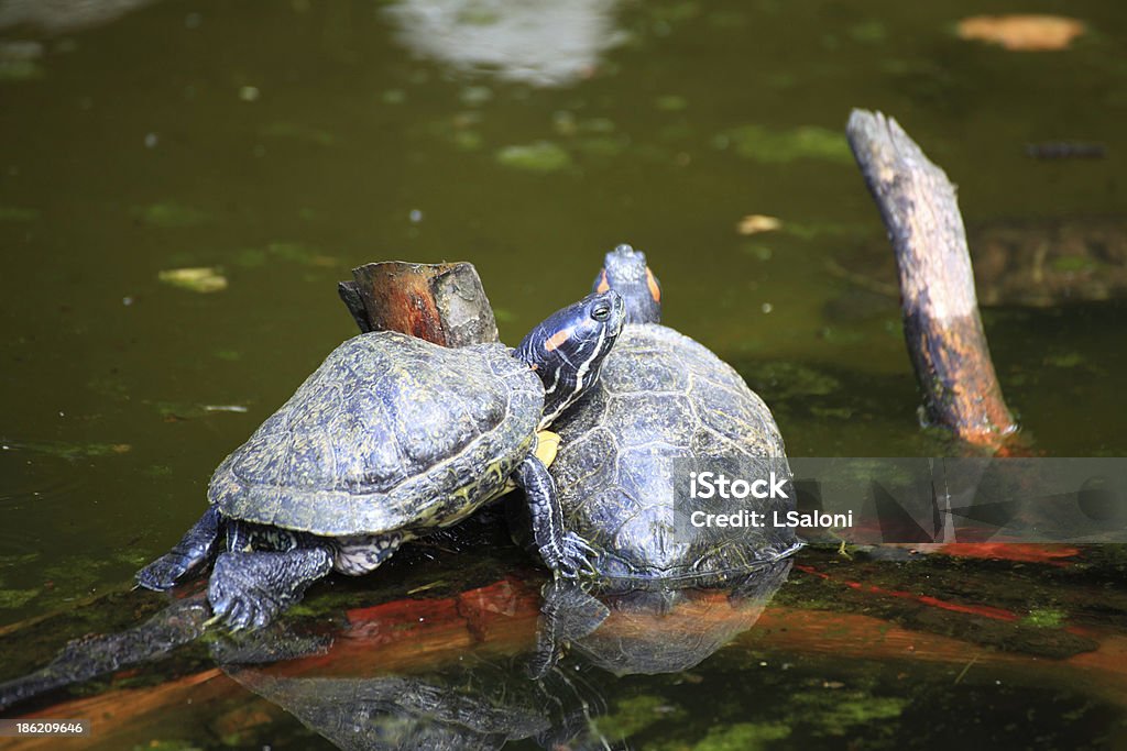 Turtles Sunbathing on a Log Turtles Sunbathing on a Log animal Amphibian Stock Photo