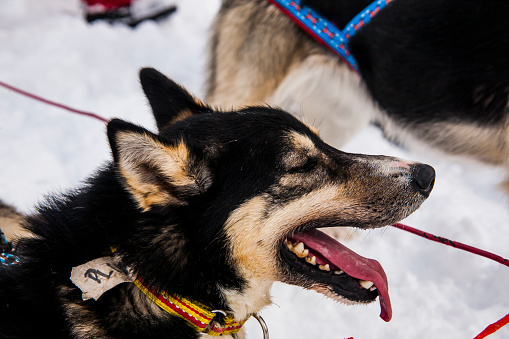 Dog sledding in Lofoten Islands, Northern Norway.