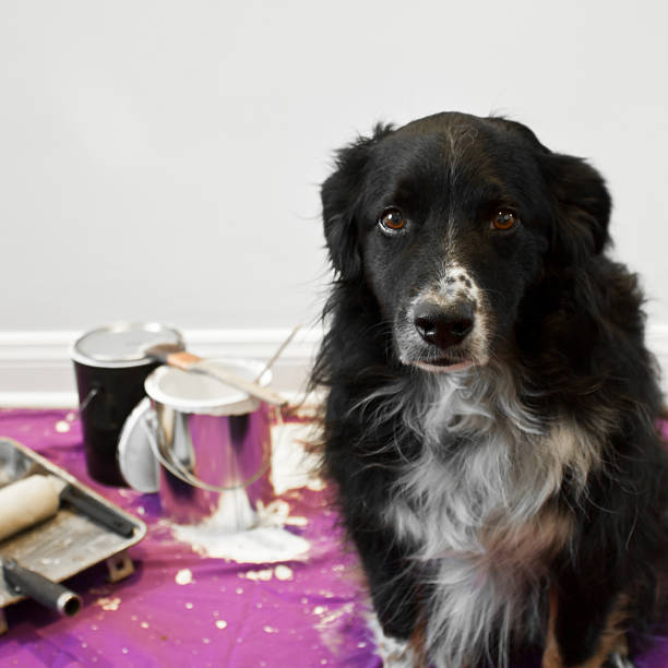 perro está en medio de proyecto - paint can fotografías e imágenes de stock