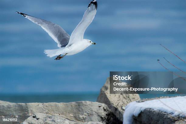 Lone Gull - zdjęcia stockowe i więcej obrazów Mewa - Mewa, Wznosić się - czynność, Chmura