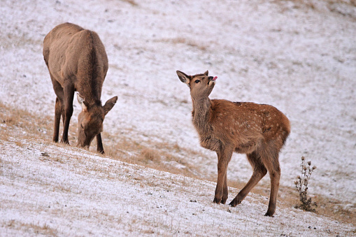 Funny Elk calf stands in a snow covered pasture with its tongue out catching snow flakes