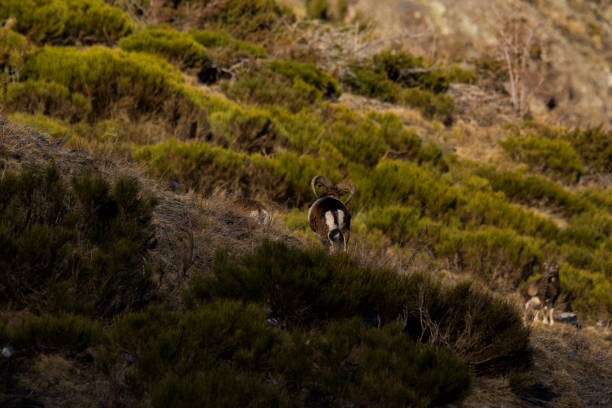 Mouflons in Capcir, Pyrenees, France