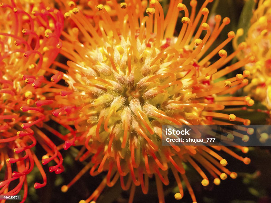 Colorato leucadendron - Foto stock royalty-free di Affettuoso