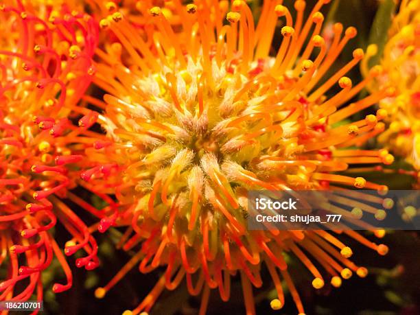 Colorato Leucadendron - Fotografie stock e altre immagini di Affettuoso - Affettuoso, Ambientazione esterna, Arancione