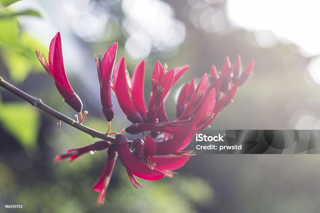 Erythrina variegata (Parichat Blumen) - Lizenzfrei Korallenbaum Stock-Foto