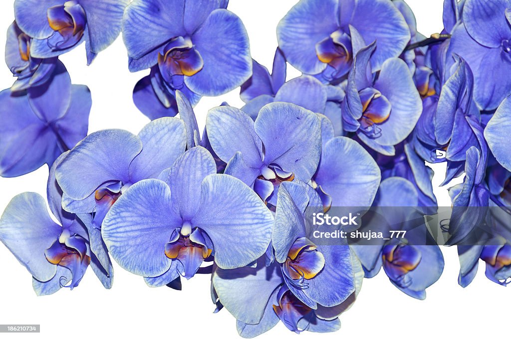 Orquídeas em branco colorido azul - Foto de stock de Azul royalty-free
