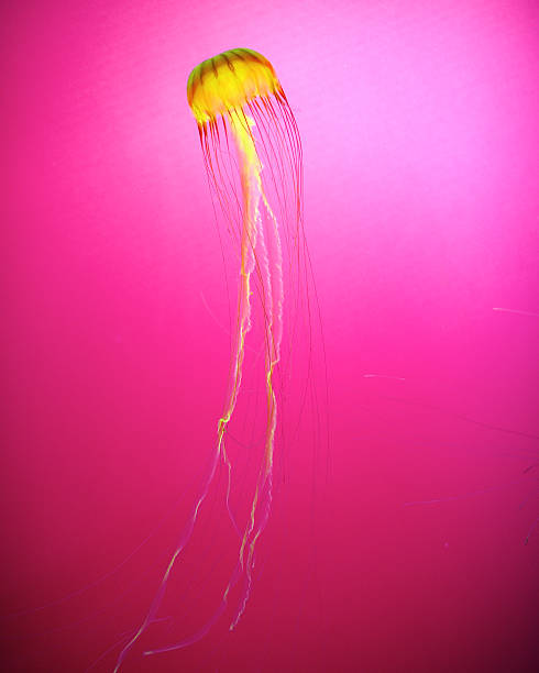 istock Japanese Sea Nettle 186210779