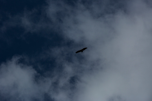 Vulture flight in Ordesa and Monte Perdido National Park, Pyrenees, Spain