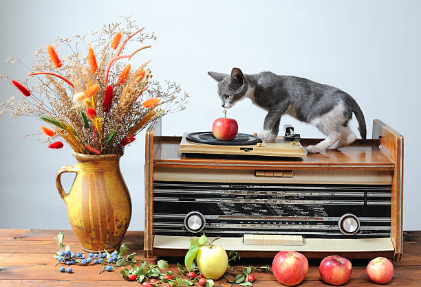 istock Cat playing on an old radio 186211018