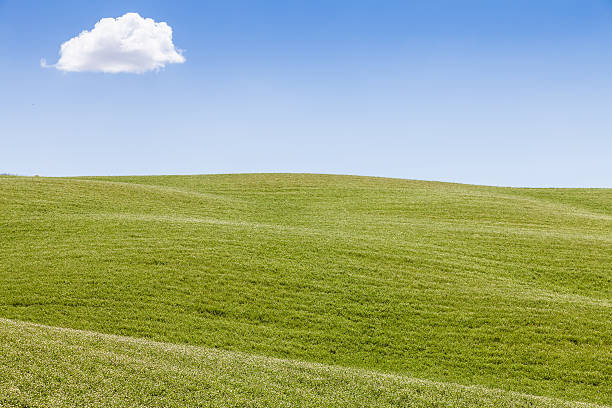 istock Green field in Tuscany 186211256