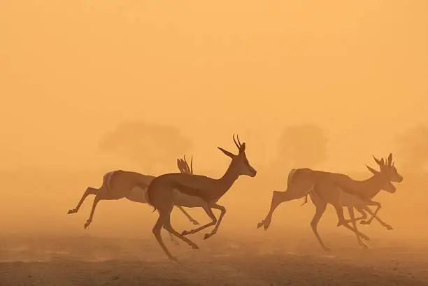 A herd of Springbok run into golden dust as the sun sets over the freedom and wilds of Africa.