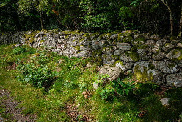 Old house ruin by lush green trees a sunny summer