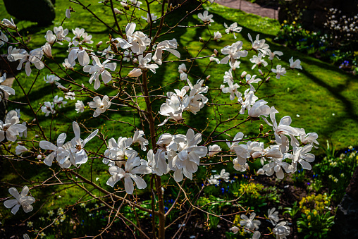 white apple tree with yellow and pink tulips underneath, springtime\nLombard, Illinois  USA