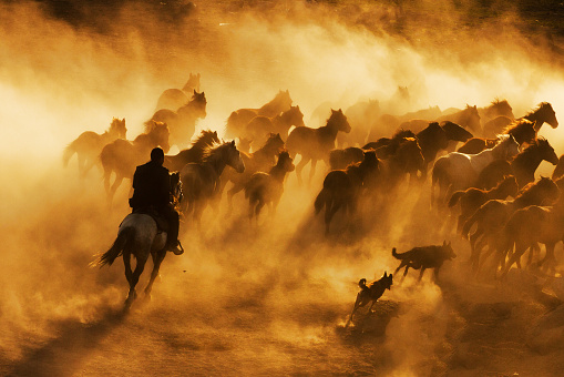 Kayseri,Turkey, May 5, 2017: Journey of cowboys and wild horses on dusty roads
