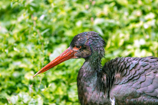 istock Black Stork (Ciconia nigra) Outdoors 1862125208