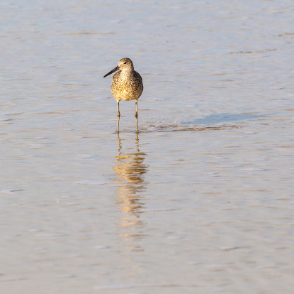 seagull walking at the beach