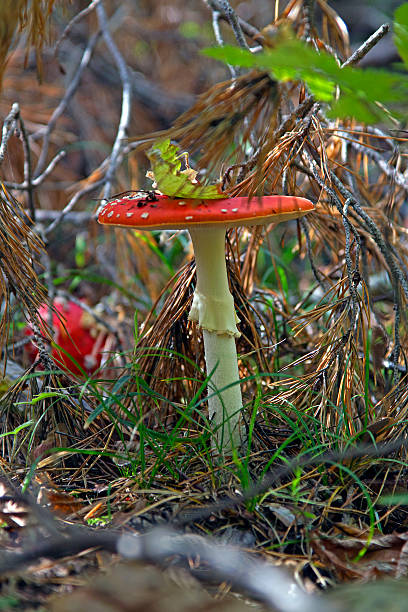 amanite - poizon mushroom photos et images de collection