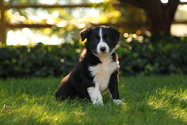 Border Collie Puppy Sitting in Grass A handsome Border Collie puppy sits alert in a beautiful lawn in front of a fence. border collie puppies stock pictures, royalty-free photos & images