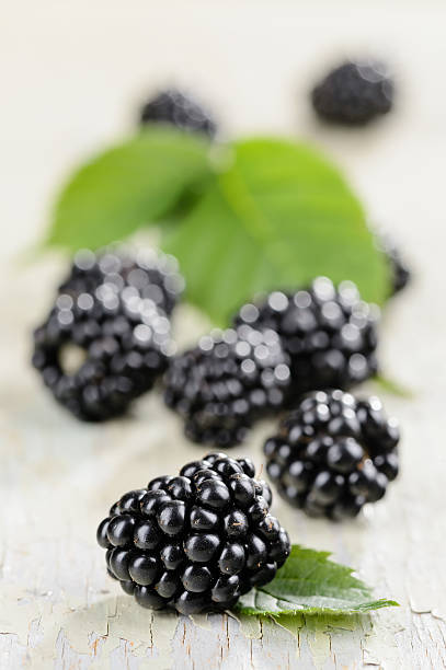 Blackberry with leaves stock photo